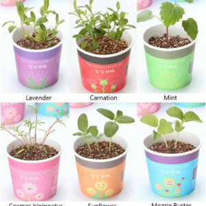 DIY Mini Potted Self-Watering Plants for Indoor Gardening Decor