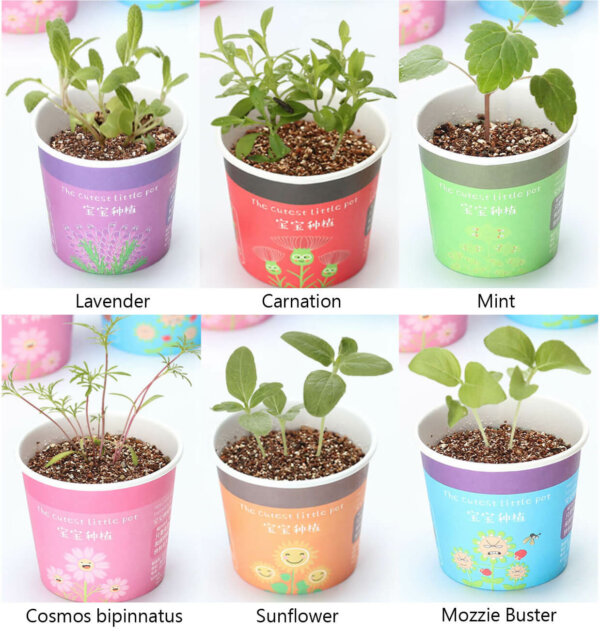 DIY Mini Potted Self-Watering Plants for Indoor Gardening Decor