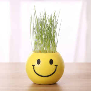 DIY Self-Watering Mini Grass Growing Kit