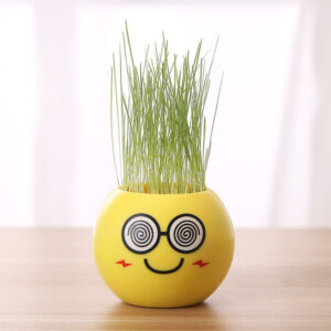 DIY Self-Watering Mini Grass Growing Kit