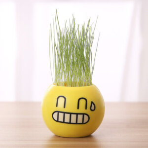 DIY Self-Watering Mini Grass Growing Kit